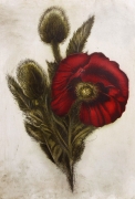 Radierung Nr.: 1226 / Mohn