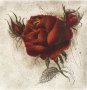 Rose / Radierung 2008qu