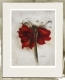 Radierung / Amaryllis im Modellrahmen 1114
