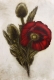 Radierung Nr.: 1226 / Mohn