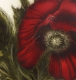 Radierung Nr.: 1226 / Mohn