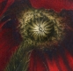 Radierung Nr.: 1226 / Mohn