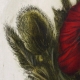 Radierung Nr.: 1226 / Mohn