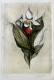 Orchidee -Radierung 1237