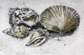 Radierung / Muscheln 1248