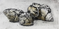 Radierung / Muscheln 1251