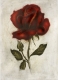 Rose / Radierung 1420