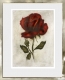 Rose / Radierung im Modellrahmen / Weißgold  1420