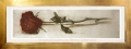 Rose / Radierung im Rahmen / 1577