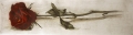 Rose / Radierung 1577