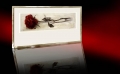 Rose / Radierung im Rahmen / 1577