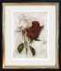 Rose / Radierung im Modellrahmen / Weißgold 1633
