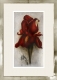 Radierung / Iris 1860
