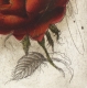Rose / Radierung 2008qu