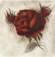 Rose / Radierung 2008qu