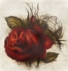 Rose / Radierung 2009qu