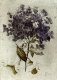 Hortensie / Radierung 233