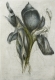 Iris / Radierung 913