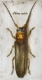 Radierung 991 / Oberea oculata