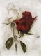 Rose / Radierung 1633