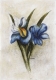Iris-Radierung 856
